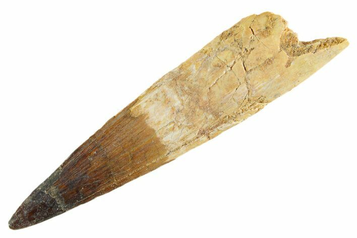 Fossil Spinosaurus Tooth - Real Dinosaur Tooth #347147